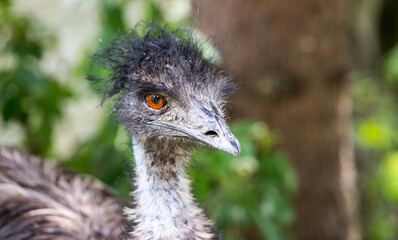 Emu bird. Australian bird portrait. Close up shot.