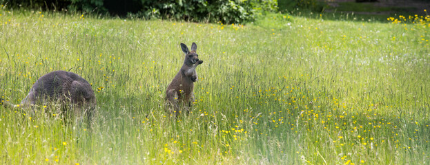 Small kangaroos jumping in the grass on a sunny day.