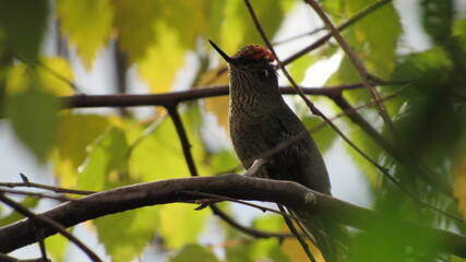 colibríes, picaflor © Victor 