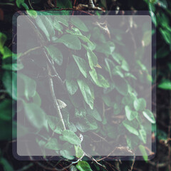 green bush with juicy sheets with a blurred back background in the frame