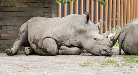 A resting rhino lying on the ground on a sunny day.