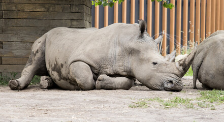 A resting rhino lying on the ground on a sunny day. © PhotoHunter