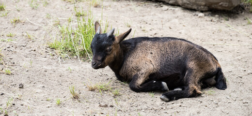 Fototapeta premium A small domestic goat resting on the ground.