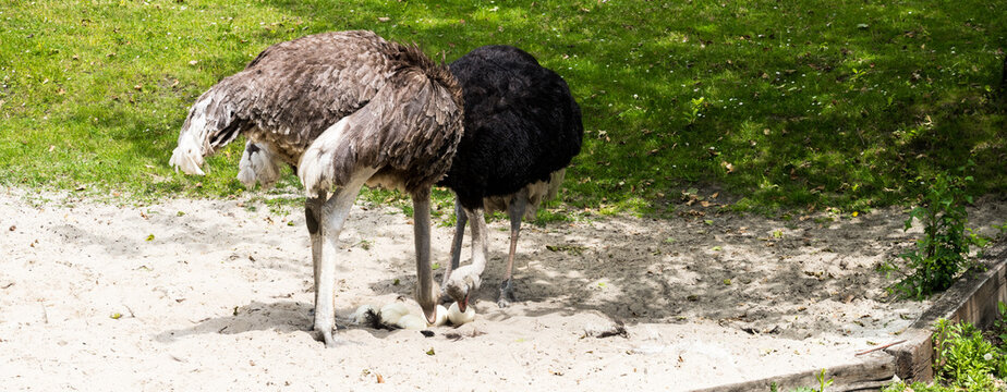Ostriches taking care of their eggs on a sunny day