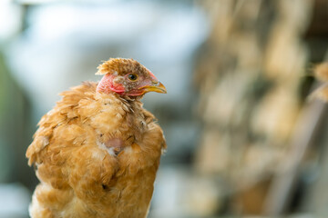 Hen feed on traditional rural barnyard. Close up of chicken standing on barn yard with green grass. Free range poultry farming concept.