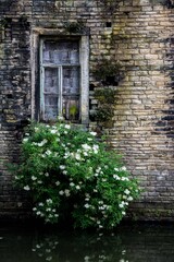 Window and bush in flooded, abandoned building