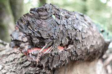 tree bark beetle