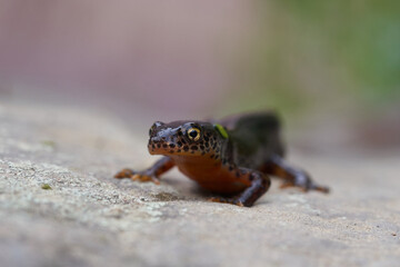 Alpine newt Ichthyosaura alpestris Amphibian Orange Belly