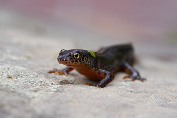 Alpine newt Ichthyosaura alpestris Amphibian Orange Belly