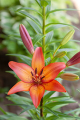 asiatic lily