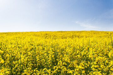 Beautiful field of yellow rape. A closeup photo of a rapeseed flower. Growing seeds of agricultural crops. Rapeseed oil. Spring, sunny landscape with blue sky. Wallpaper of nature in Belarus, Russia
