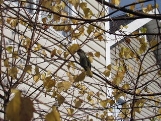 colibríes, picaflor © Victor 