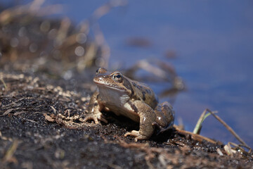 Water frog Pelophylax and Bufo Bufo in mountain lake with beautiful reflection of eyes Spring Mating