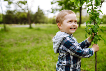 Little child  plants young tree. Fun little gardener. Spring concept, nature and care.
