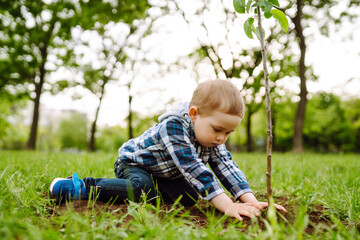 Little child  plants young tree. Fun little gardener. Spring concept, nature and care.