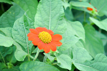 Chrysanthemum Flowers Background