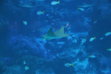 Raie aigle, aquarium de Singapour © Atlantis
