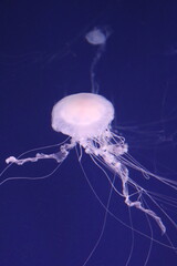 Méduse, aquarium de Singapour