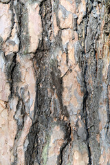 tree bark texture