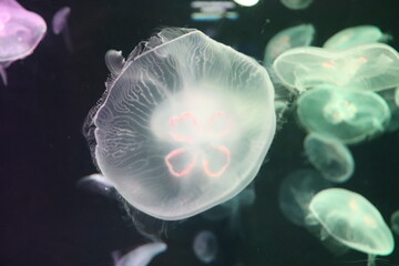 Méduses de l'aquarium de Singapour