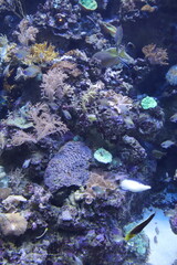 Poissons de récif de l'aquarium de Singapour