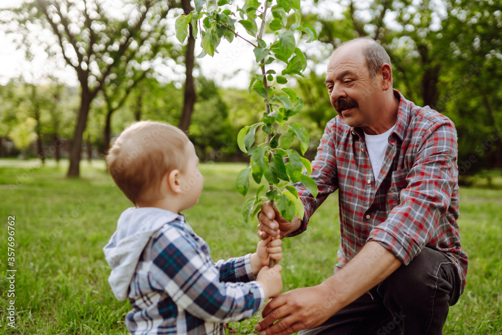 Wall mural Little boy helping his grandfather to plant the tree while working together in the garden. Fun little gardener. Spring concept, nature and care.