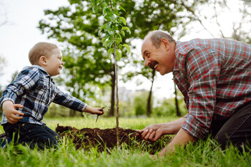 Naklejka na ściany i meble Little boy helping his grandfather to plant the tree while working together in the garden. Fun little gardener. Spring concept, nature and care.