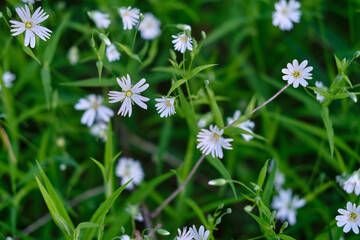 purpleflowers in the grass
