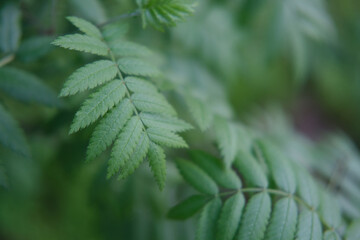 close up of a fern