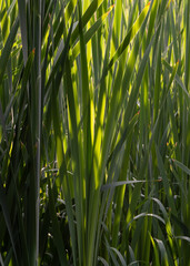 The evening sun shines softly through the reed