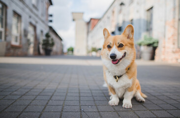 Welsh corgi pembroke dog sitting in the city on a sunny day, happy