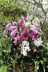 Obraz premium Jardin aux orchidées à Singapour 