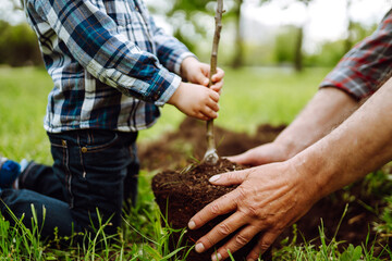 Hands of grandfather and little boy planting young tree in the garden. Planting a family tree. Spring concept, nature and care.