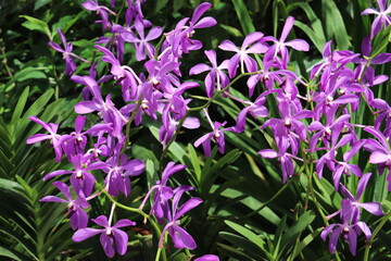 Jardin aux orchidées à Singapour	