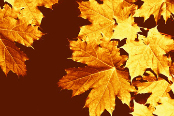 autumn landscape with bright colorful foliage. Indian summer.