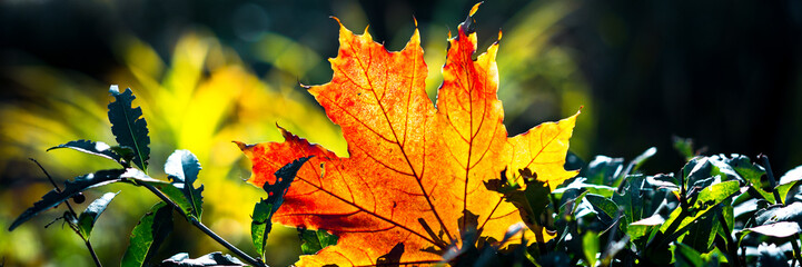 Web banner crop. Red-orange leaf in sunlight on bokeh background. Beautiful autumn landscape with green grass. Colorful foliage in the park. Falling leaves natural background