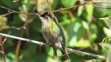 colibríes, picaflor © Victor 