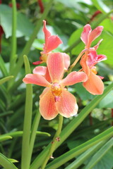 Jardin aux orchidées à Singapour