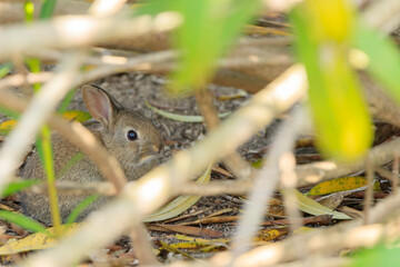 大久野島のうさぎ　広島県竹原市　
Rabbits Okunojima Island Hiroshima Takehara city