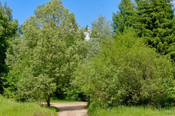 Fototapeta na wymiar green park with trees. Path among the trees. Summer landscape