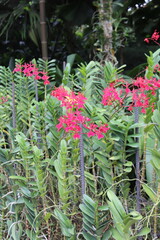 Jardin aux orchidées à Singapour