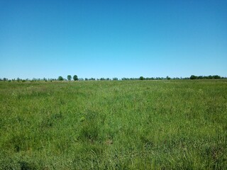 green grass and blue sky