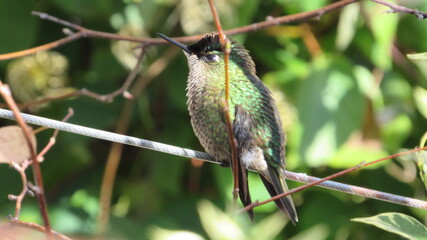 colibríes, picaflor © Victor 