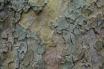 tree bark texture