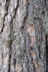 Brown Pine bark close up. The texture of the tree trunk. The background of the live wood. 