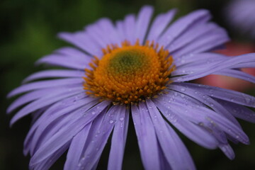 flora blue blue chamomile with small petals and orange middle close up and drops of rain or dew