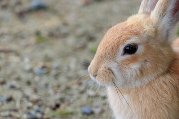 大久野島のうさぎ　広島県竹原市　
Rabbits Okunojima Island Hiroshima Takehara city