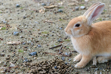 大久野島のうさぎ　広島県竹原市　
Rabbits Okunojima Island Hiroshima Takehara city