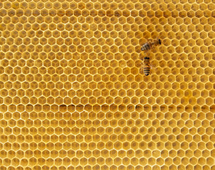 Honeycombs of honey bees close-up with bees.