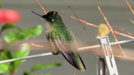 colibríes, picaflor © Victor 